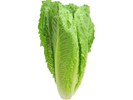 Organic lettuce