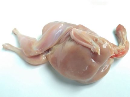 কোয়েল পাখির মাংস (Quail Meat)