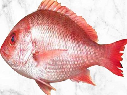 কোরাল মাছ