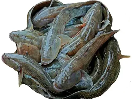 নদীর বেলে