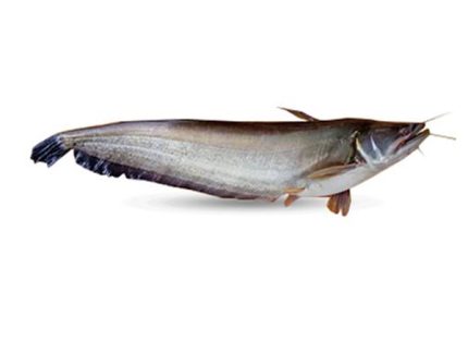 বোয়াল মাছ