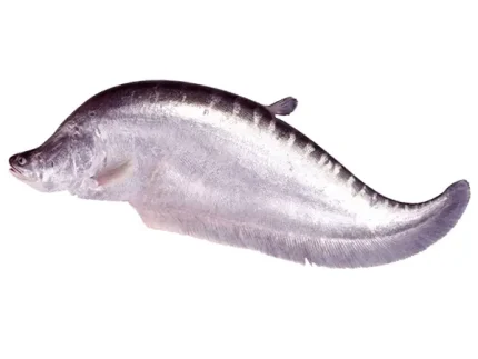 নদীর চিতল
