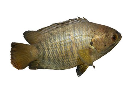 কৈ মাছ