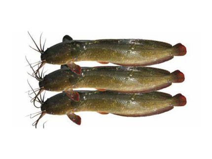 মাগুর মাছ