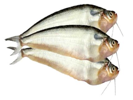 পাবদা মাছ