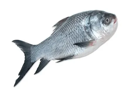 নদীর কাতলা