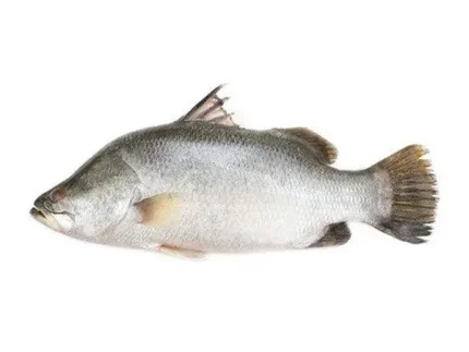 নদীর কোরাল/ভেটকি