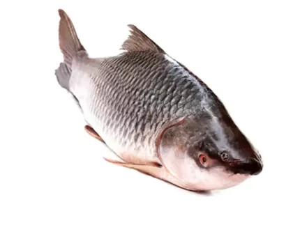 নদীর রুই