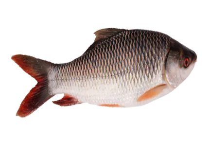 রুই মাছ