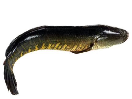 শোল মাছ