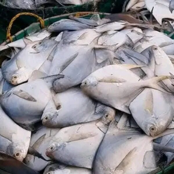 sea fish bangladesh