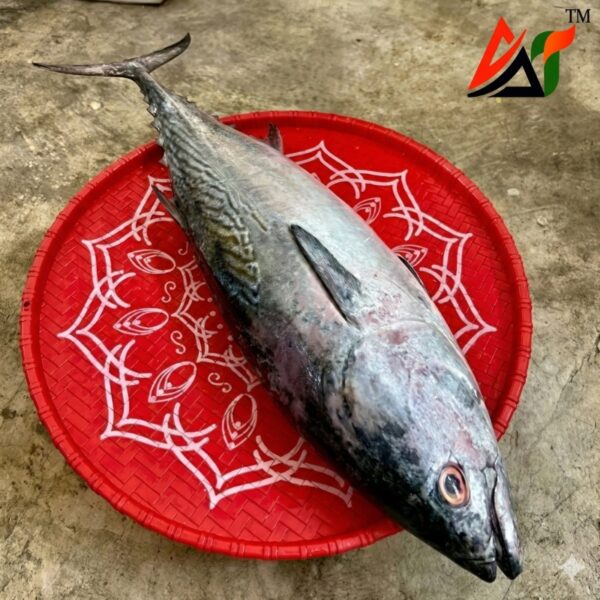 ফ্রেশ টুনা মাছ (Tuna Fish)