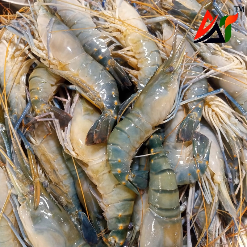 গলদা চিংড়ি