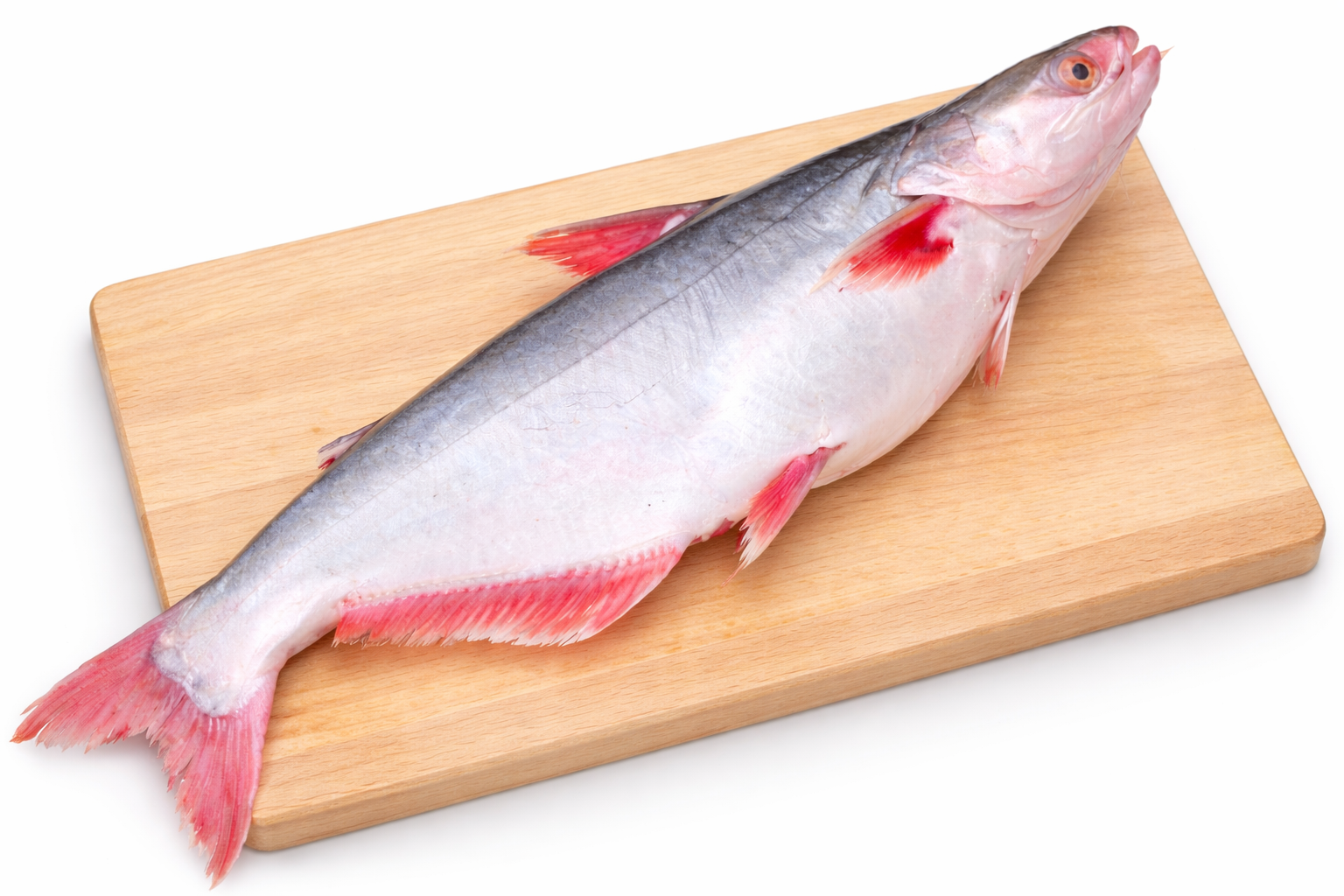 Fresh river Pangash fish from Bangladesh, natural river caught whole pangash fish