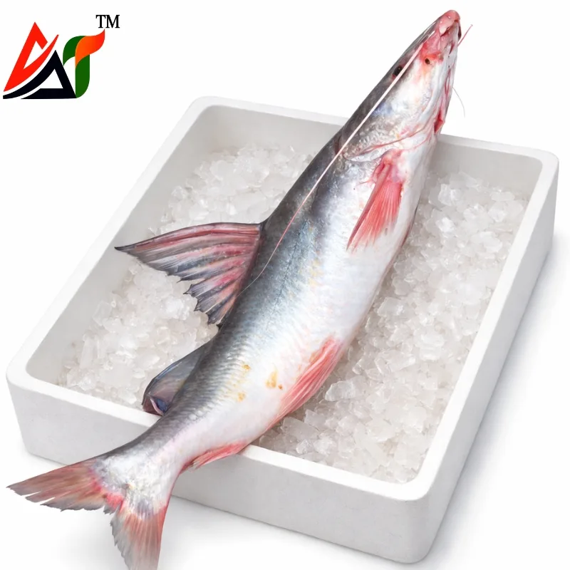 Fresh river air fish (Aair Mach) from Bangladesh, natural river caught, raw whole fish