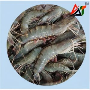 বাগদা চিংড়ি