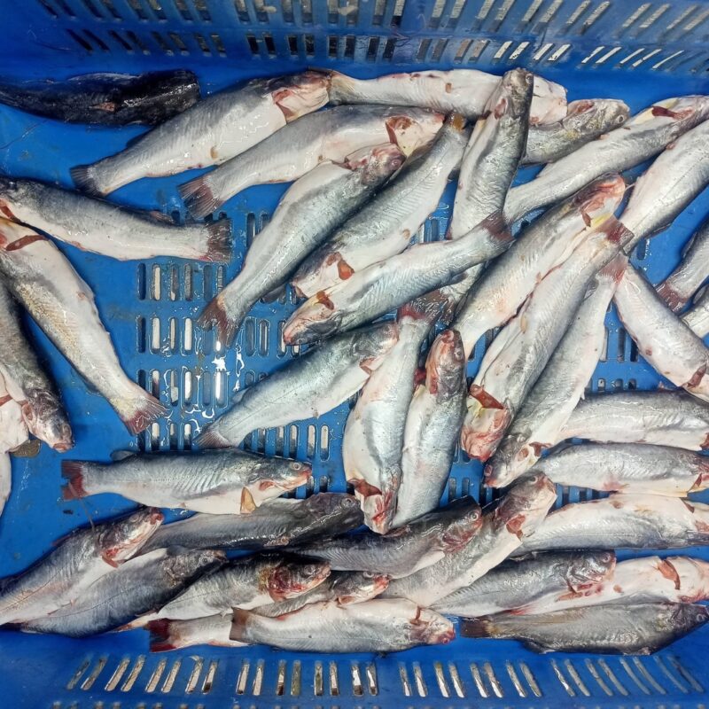 টেংরা মাছ (Tangra Fish) 1 Fresh Deshi Tengra Fish Premium River Fish in Bangladesh