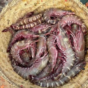 fresh tiger shrimp bangladesh bagda chingri raw seafood