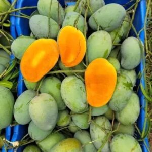 তাজা ফজলি আম