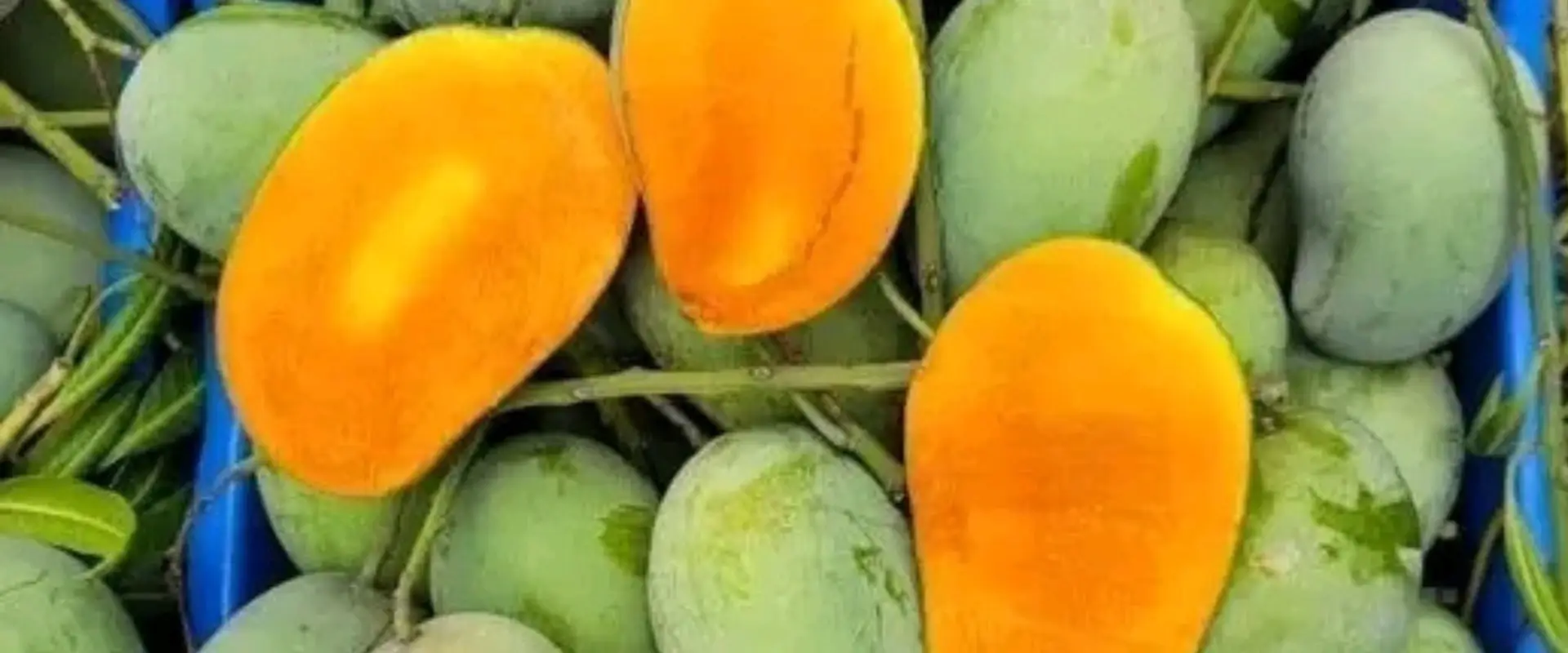 Fresh Bangladeshi mango sliding banner-2