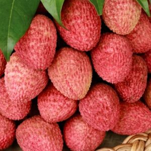 fresh-bombai-lichu-bangladesh