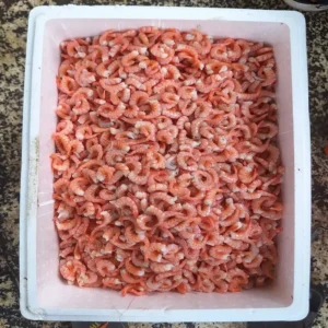 Fresh Red Fin Shrimp inside white cork-sheet