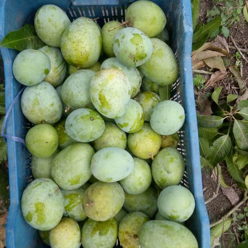 হাড়িভাঙা আম 1 তাজা হাড়িভাঙা আম