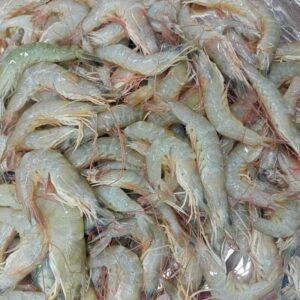 fresh chali chingri bangladesh small shrimp raw deshi seafood