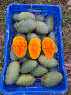 প্রিমিয়াম আম্রপালি আমের ক্লোজআপ ছবি