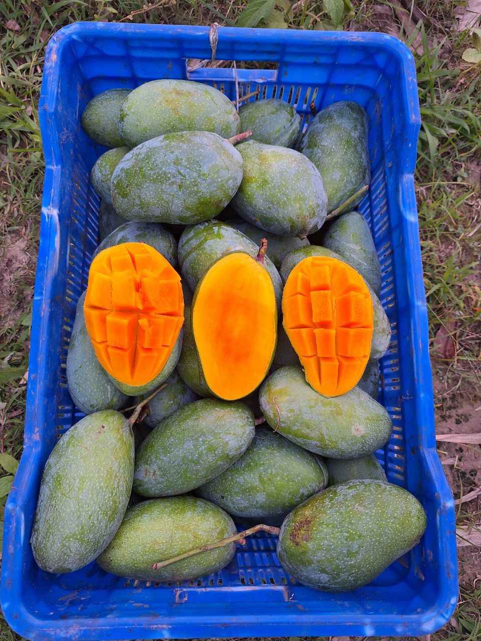 প্রিমিয়াম আম্রপালি আমের ক্লোজআপ ছবি