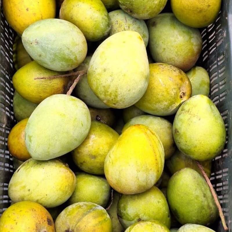 হাড়িভাঙা আম 3 প্রিমিয়াম হাড়িভাঙা আমের ক্লোজআপ ছবি