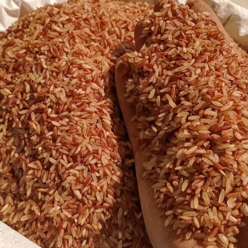প্রিমিয়াম লাল আমন চালের ক্লোজআপ ছবি